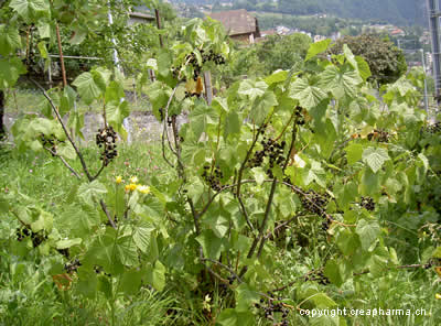 Tisane de cassis (infusion de cassis)