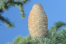 cèdre de l'Atlas phytothérapie mycoses