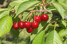 Cerise - nutrition