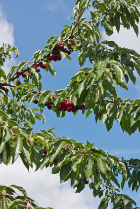 Cerise arbre nutrition
