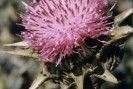 chardon marie phytothérapie mal de ventre