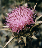 chardon marie phytothérapie hépatite C