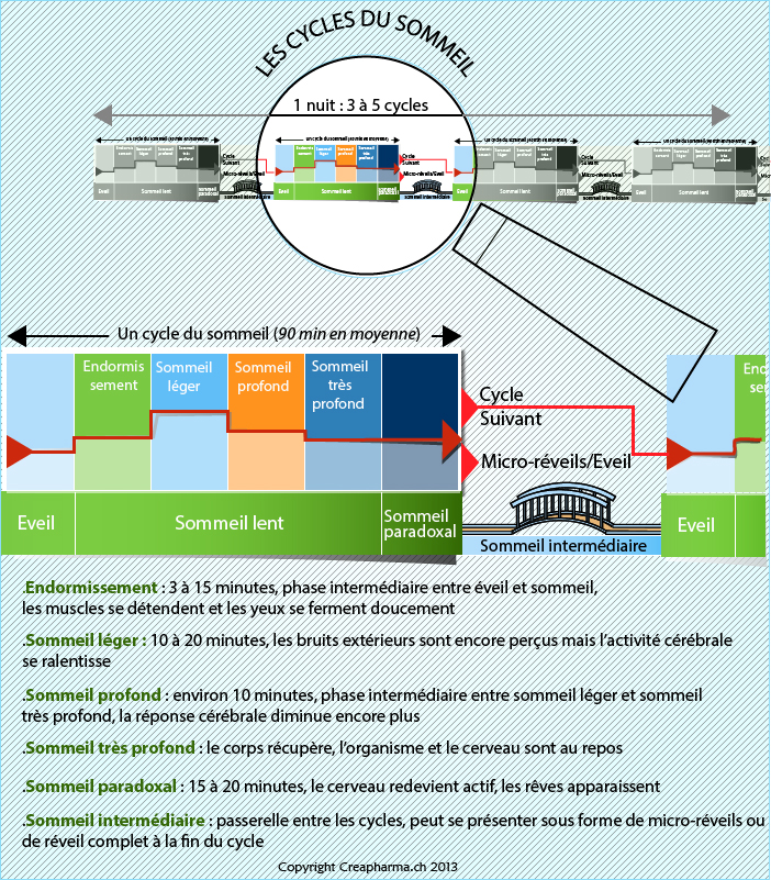 Phases et cycles du sommeil en détail