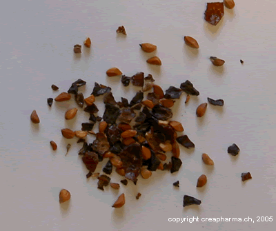 Tisane de cynorhodon