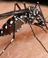 dengue définition