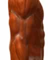 douleurs musculaires statines