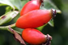 sirop cynorhodon