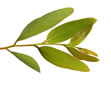 Eucalyptus remèdes rhume