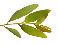 Sirop d'eucalyptus - remèdes de grand-mère