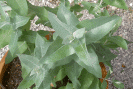 Eucalyptus plante médicinale Australie