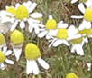 Fleurs de camomille Tisane contre les refroidissements