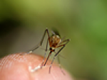 Définition des piqûres d'insecte