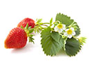 Fraise - Information