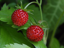 Fraise - nutrition