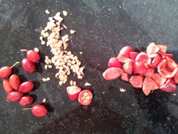 fruits de cynorhodon