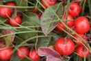 Gaultheria Phytothérapie goutte