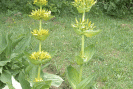 dépression phyto