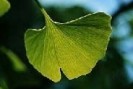 Gingko Traitement naturel Parkinson