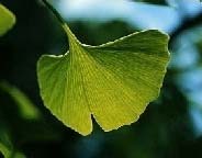 Gingko Japon