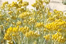 Huile essentielle d'immortelle