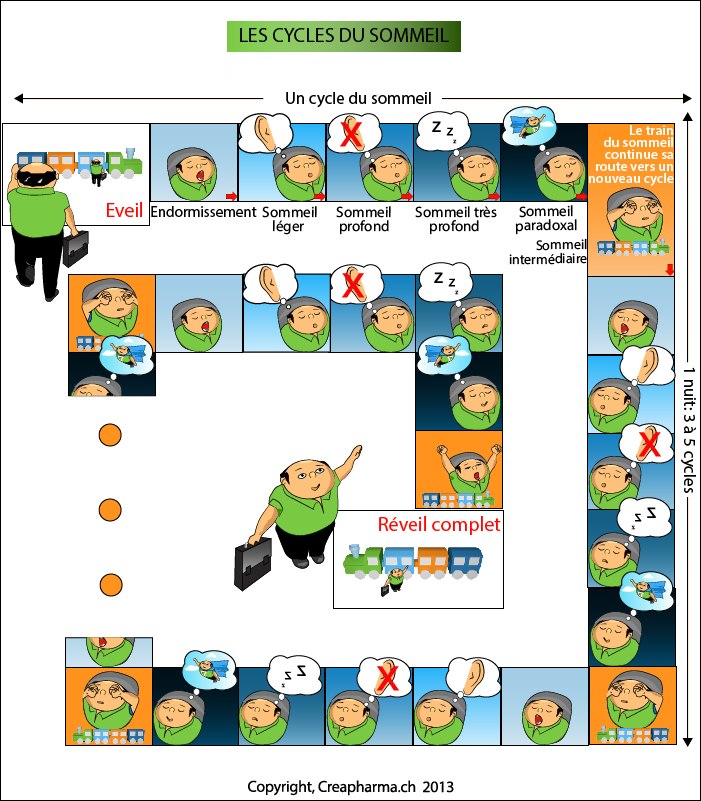 cycle du sommeil infographie