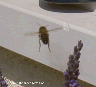 Symptômes des piqûres d'insectes