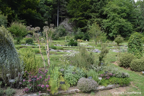 jardin-botanique-leysin-gentiana-sept-2015