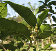 Tisane de jasmin - Tisane fleurs de jasmin