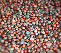 noix de karité
