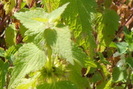 Tisane de lamier blanc