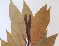 Tisane de laurier (infusion de laurier)