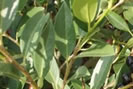 Tisane laurier et citron