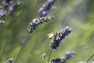 lavande traitements naturels insomnie