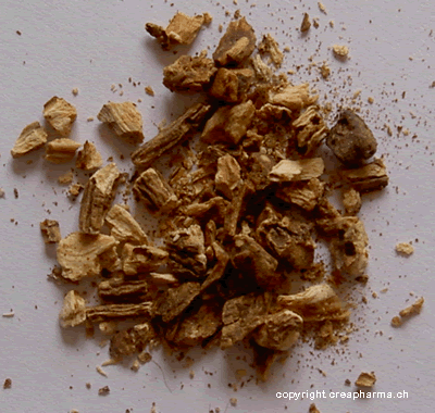 Tisane de livèche (infusion de livèche)
