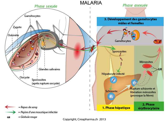 Malaria infographie