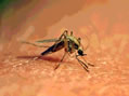 Causes malaria