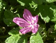 Décoction de mauve