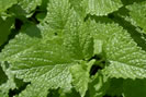 mélisse feuilles Tisane pour le sommeil