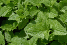 Phytothérapie mal de ventre