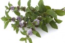 menthe poivrée plante remboursée au Brésil