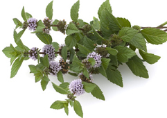 Teinture de menthe poivrée