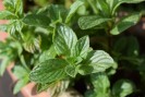 menthe poivrée phytothérapie mal de ventre