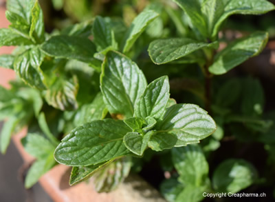 menthe poivrée phytothérapie mal de ventre