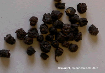 Tisane de myrtille composée