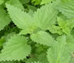 Tisane d'ortie (infusion d'ortie)