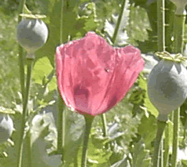 Codéine pavot