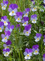 Tisane de pensée sauvage (Viola tricolor)