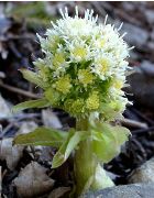 Pétasite Phytothérapie rhume des foins