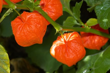 Tisane de physalis