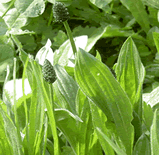 Sirop de plantain - toux, bronchite